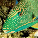 Bicolor Parrot Fish