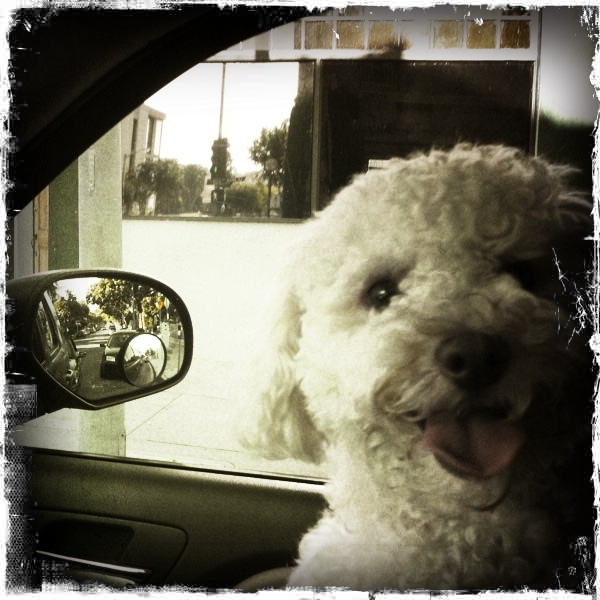 The Adventures of Betty White the Blog Dog